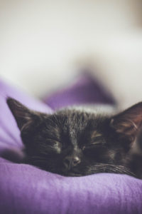 Cat, black, sleeping Cat, black, sleeping